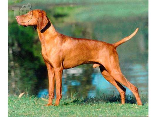 PoulaTo: Βιζλα καθαροαιμο κουταβακι