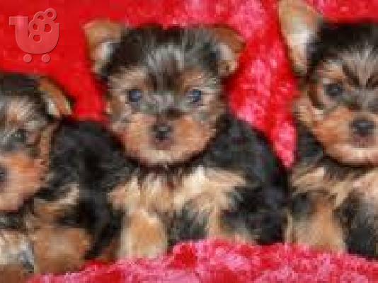 PoulaTo: Yorkie Puppies Για σας