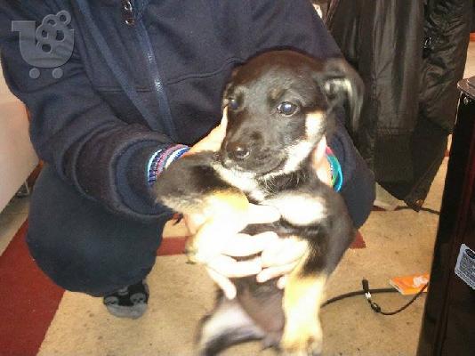 Χαριζονται 5 κουταβια ημιαιμα