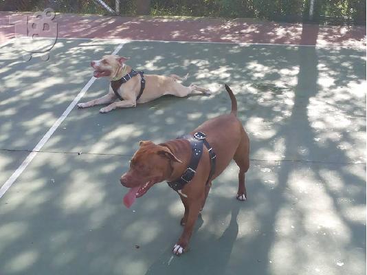 American Pitbull red nose