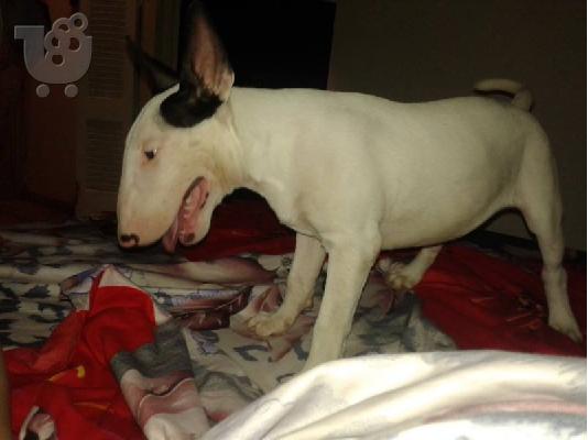 BullTerrier Arseniko