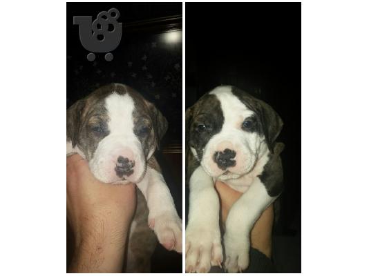 PoulaTo: Πωλείται American Pitbull