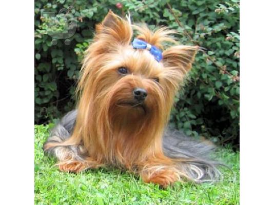 Yorkshire Terrier