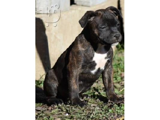 Staffordshire Bull Terrier κουτάβια