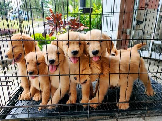PoulaTo: Golden Retriever Pup's προς πώληση