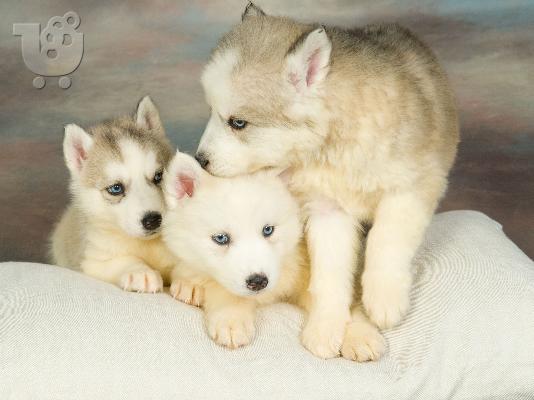 husky-ΔΩΡΟ ΓΙΑ ΠΡΩΤΟΧΡΟΝΙΑ