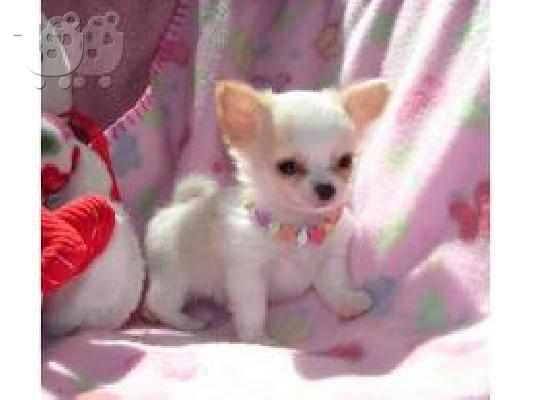 Τσιουαουα καθαροαιμο κουταβακι