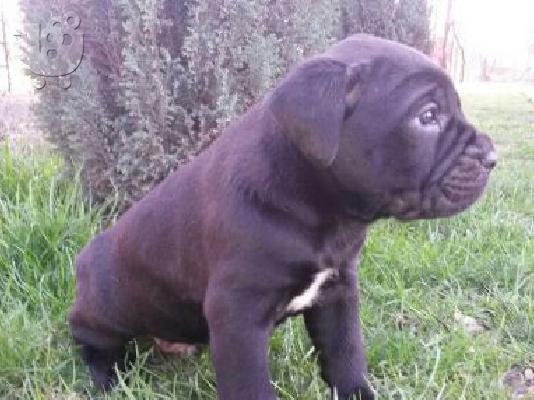 CANE CORSO