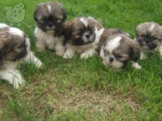 PoulaTo: Gorgeous Shih Tzu κουτάβια
