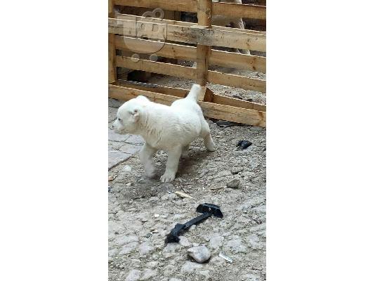 PoulaTo: Kεντρκης Ασιας Καθαροαιμα κουταβια  ΘΕΣΣΑΛΟΝΙΚΗ 2311288660