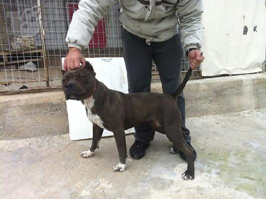 pitbull blue nose xl puppy