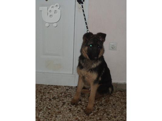 ΠΟΛΕΙΤΑΙ ΛΥΚΟΣ