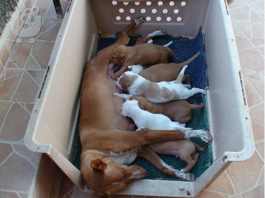 PoulaTo: Podenco Andaluz