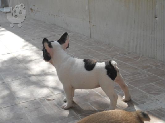 ΓΑΛΛΙΚΑ ΜΠΟΥΛΝΤΟΚ με pedigree