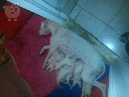 PoulaTo: Dogo argentino