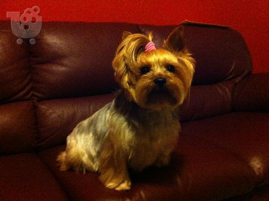 PoulaTo: ΖΕΥΓΑΡΟΜΑ