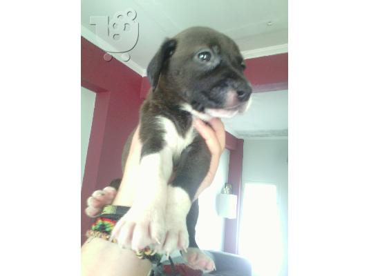 XAΡΙΖONΤΑΙ 6 KOYTABAKIA KURZHAAR