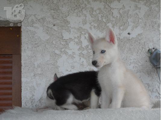 Husky κουταβια καθαροαιμα