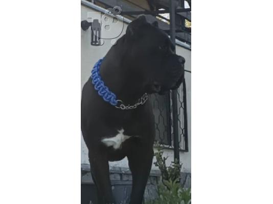 Cane Corso κουτάβια