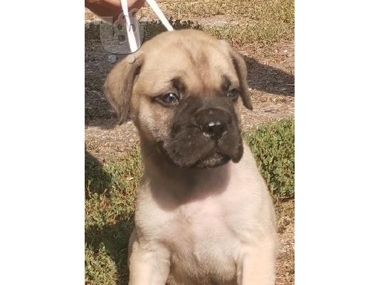 PoulaTo: Bullmastiff κουτάβια