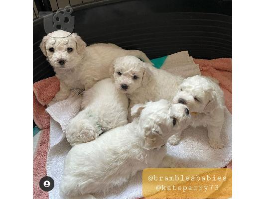 Όμορφα γεμάτα γενεαλογικά κουτάβια kc reg bichon frize,
