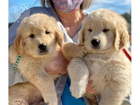 PoulaTo: Disponibili pui jucăuși de Golden Retriever