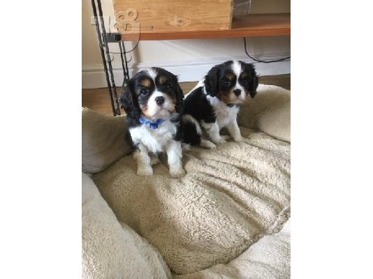 Βασιλιάς Charles Cavalier Pups