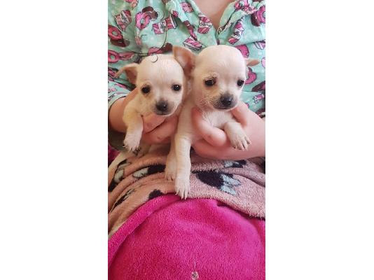 Όμορφα κουτάβια chihuahau προς πώληση
