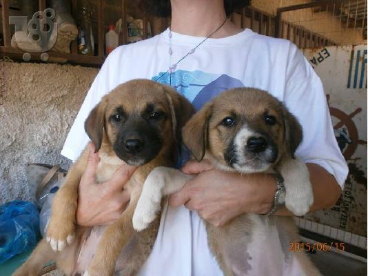 Κουταβακια 2,5 μηνων χαριζονται