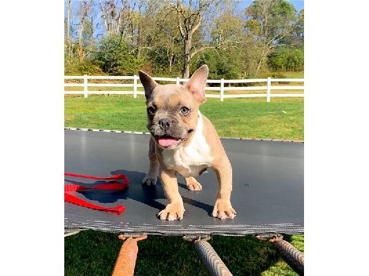 PoulaTo: French Bulldog Puppies