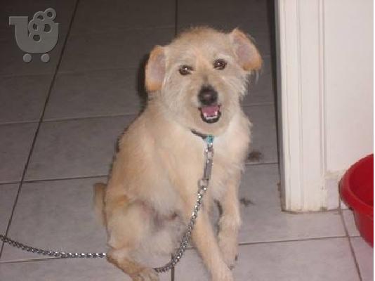 PoulaTo: Μικροσωμο σκυλακι βρεθηκε κ χαριζεται