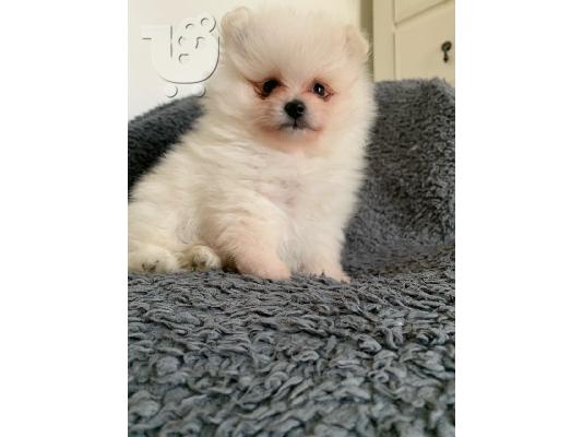 Pomeranian όλα kc reg.