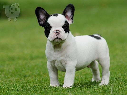 PoulaTo: Το φοβερό γαλλικό μπουλντόγκ κουτάβια για υπέροχα σπίτια