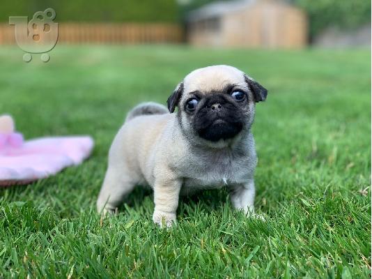PoulaTo: Pug κουτάβια αρσενικό και θηλυκό