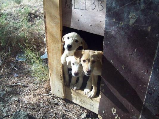 Λευκα κουταβακια χαριζονται