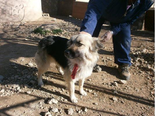 Λυκοσκυλιτσα χαριζεται