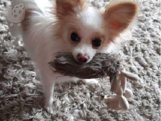PoulaTo: Papillon