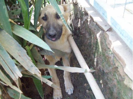 Ξανθοι κουταβοι χαριζονται