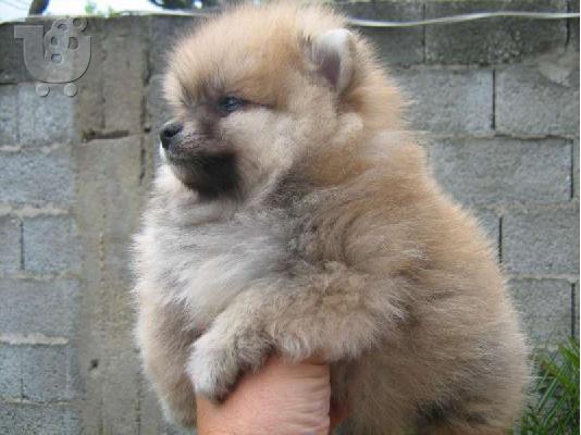 POMERANIAN– 450 euro REAL FOTO