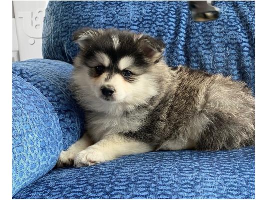 Αξιολάτρευτα κουτάβια Pomsky προς πώληση.