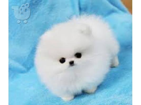 Pomeranian κουτάβια προς πώληση