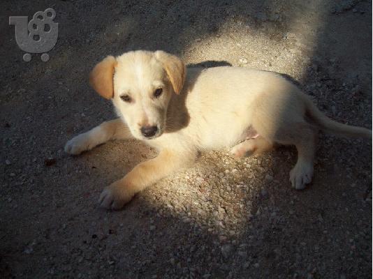 Κουταβακια χαριζονται