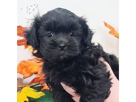 Shih Tzu σκυλιά