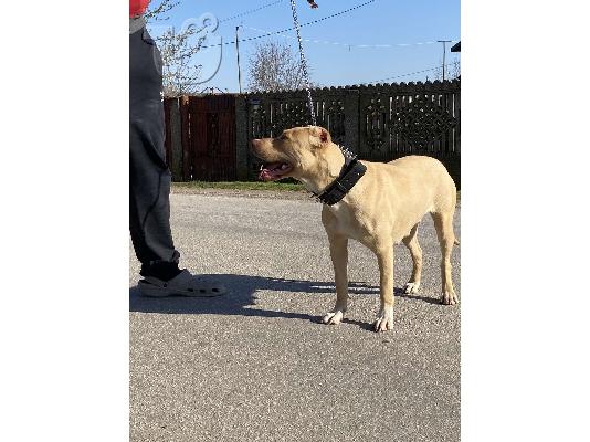 ΚΡΑΤΗΣΕΙΣ κουτάβια Pitbull