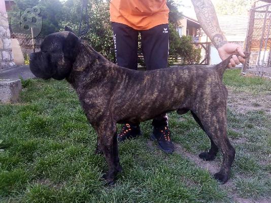 Cane Corso αγόρι προς πώληση
