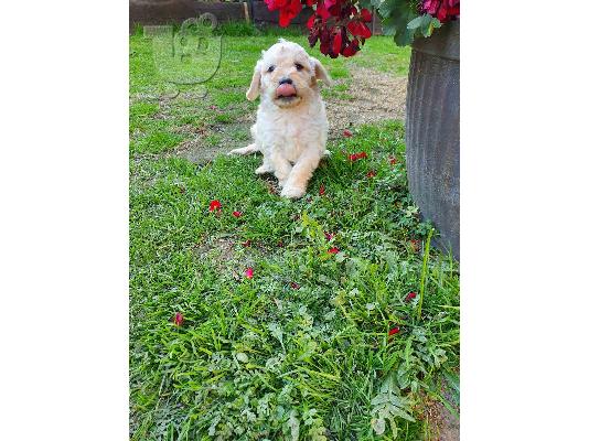 Goldendoodle κουτάβια προς πώληση