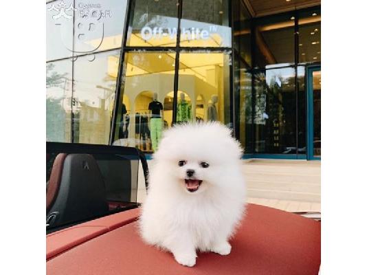 PoulaTo: Δύο φοβερά κουτάβια Pomeranian