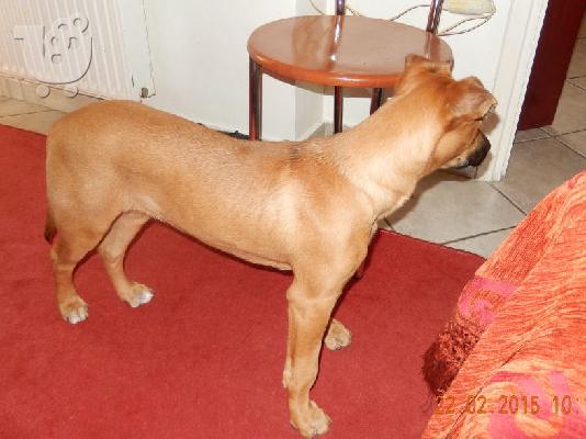 ΧΑΡΙΖΕΤΑΙ ΣΚΥΛΙΤΣΑ