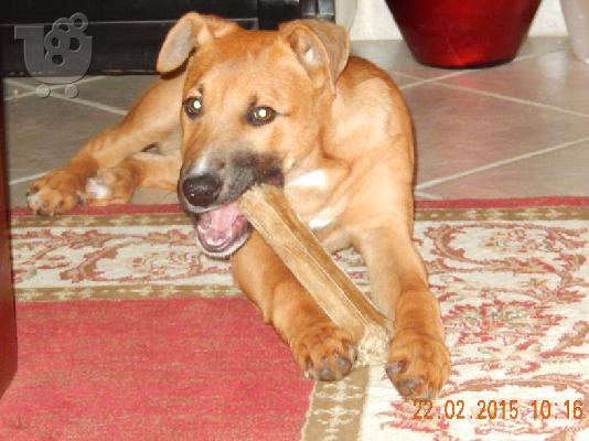 ΧΑΡΙΖΕΤΑΙ ΣΚΥΛΙΤΣΑ