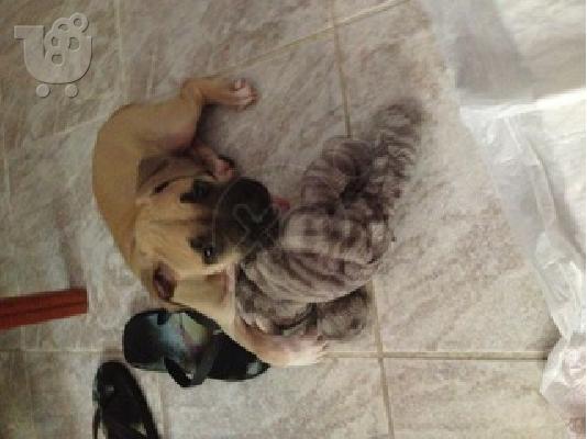 PoulaTo: Καθαροαιμο πιτμπουλ